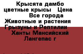 Крысята дамбо цветные крысы › Цена ­ 250 - Все города Животные и растения » Грызуны и Рептилии   . Ханты-Мансийский,Лангепас г.